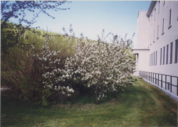 Arbuste aux fleurs blanches du jardin du monastère des Augustines à Gaspé -  Le monastère des Augustines - Les archives